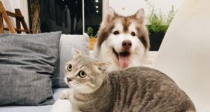 Najbolji kućni ljubimci za stan Lezaljke za pse