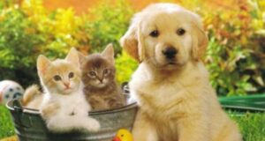 Saveti za zdravu ishranu vaših kućnih ljubimaca kucni ljubimci